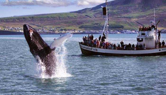 avistamiento de ballenas en Husavik